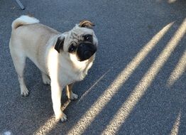 Pug Dog Black Face