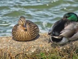 Ducks Birds on a river bank