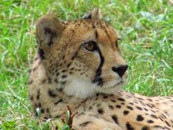 Cheetah rests on grass in Zoo