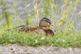 stunningly beautiful elegant Duck