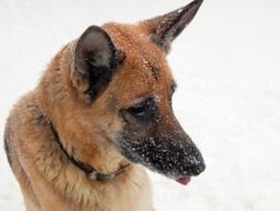 german shepherd in snowy weather