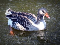 toulouse goose on the pond