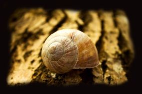 closed snail shell on the tree