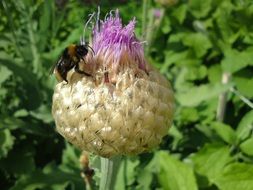 bee on the Thistle