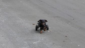 poor dog on wheels