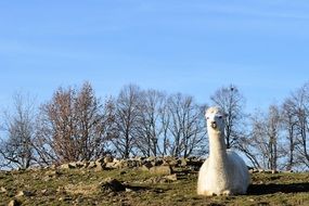 Landscape of white alpaca