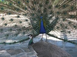 beautiful peacock with an open tail