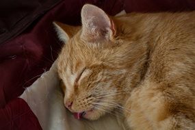 Cute orange kitten sleeps