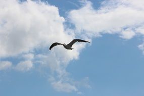 seagull is flying in the cloudy sky