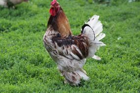 bright colorful rooster on green grass