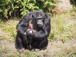 ape Eats fruit in Zoo, germany, Serengeti Park