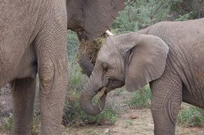 wild elephant with child in namibia