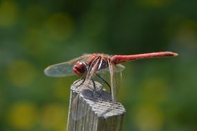 Macro photo of Red Dragonfly