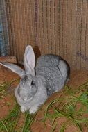 Cute grey hare