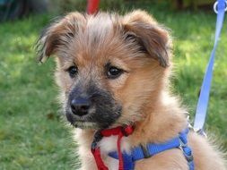 red Puppy Dog on leash