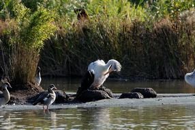 a flock of ducks and a white pelican on the shore of a pond