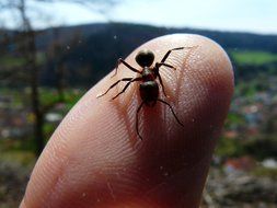 red wood ant