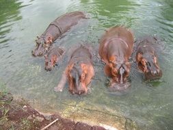 family of hippos in the water