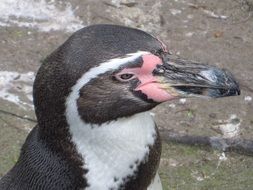 Humbolt penguin in the animal park