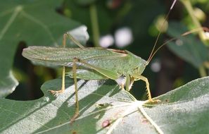 male grasshopper on the green leaf