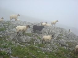 White and black sheeps