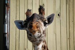 muzzle of a funny giraffe close-up