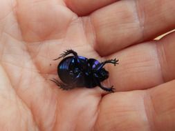 inverted black beetle in hand close-up