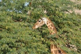 giraffe head between tree branches