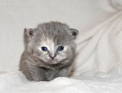 sweet grey kitten