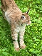 lynx on the green lawn