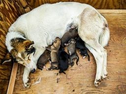 puppies feed on mother's milk