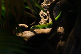 green lizard in the tropics