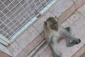 funny monkey in Thailand