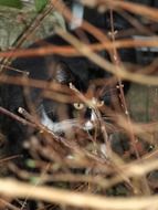Cat Hunting behind the trees