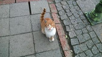 ginger tabby Cat looking at you