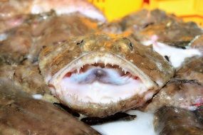 monkfish on the seabed