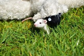 rats on the grass near toys