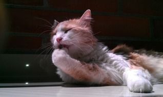 relaxing red and white cat