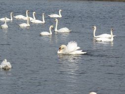flock of white swans in the river