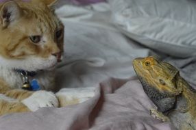 red Cat looking at lizard
