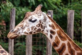 graceful giraffe in the zoo close-up on blurred background