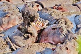 hippopotamus in the lake in tanzania