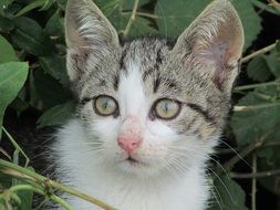 domestic kitten in the bushes