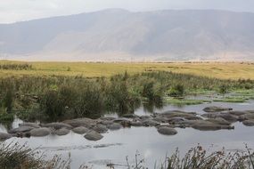 many hippos in ode in nature of african tanzania