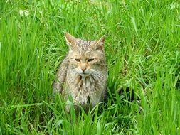 Wildcat Animal