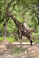 tall Giraffe in Jungle zoo portrait