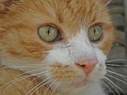 portrait of a red domestic cat