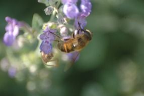 Honey Bee on a bloom