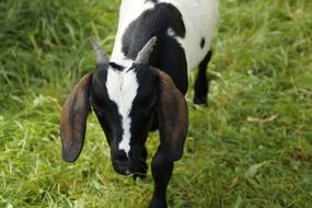 Young black and white Goat on lawn