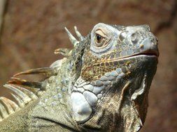 iguana head close up